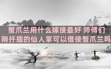 蟹爪兰用什么嫁接最好 师傅们刚扦插的仙人掌可以借接蟹爪兰吗